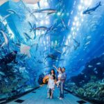 In this article, you will learn the best ways to get Dubai aquarium and underwater zoo tickets at the lowest price.