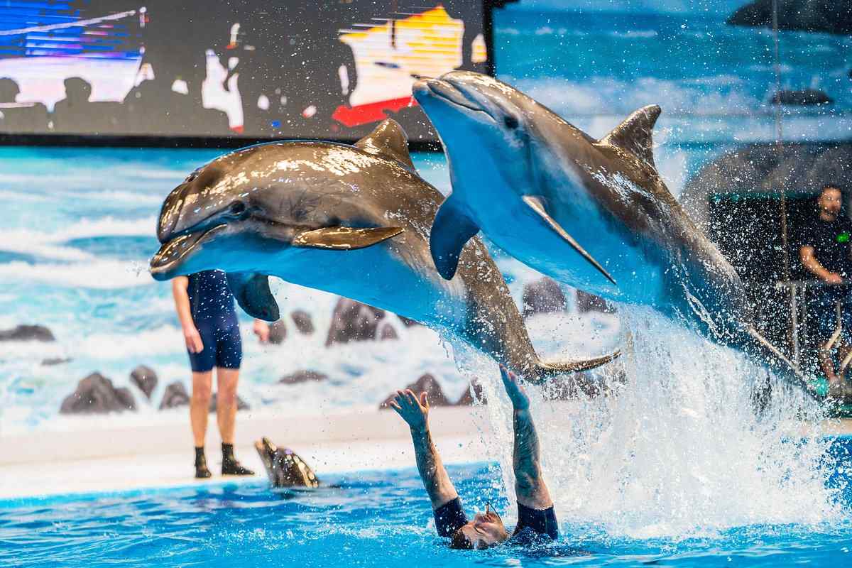 You will have a lot of options to collect Dubai dolphinarium tickets.