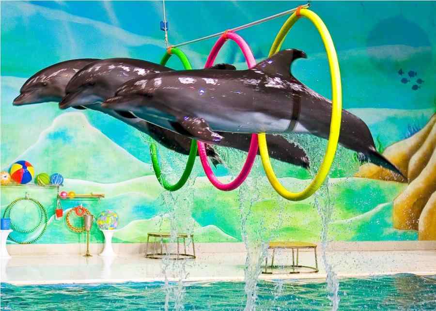 Engage with playful dolphins and seals in the captivating 45-minute Dolphin and Seal show, featuring juggling, painting, and dancing.
