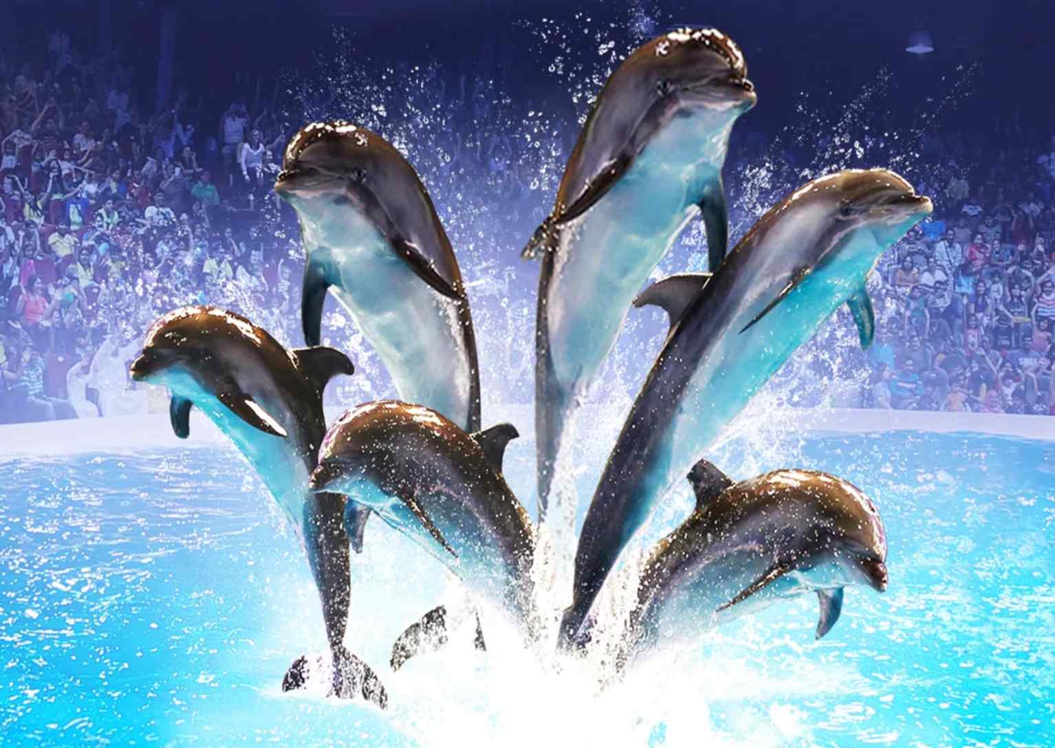 You can get Dubai dolphinarium tickets online in advance. In this article, we will discuss details of the dolphinarium park in Dubai City.