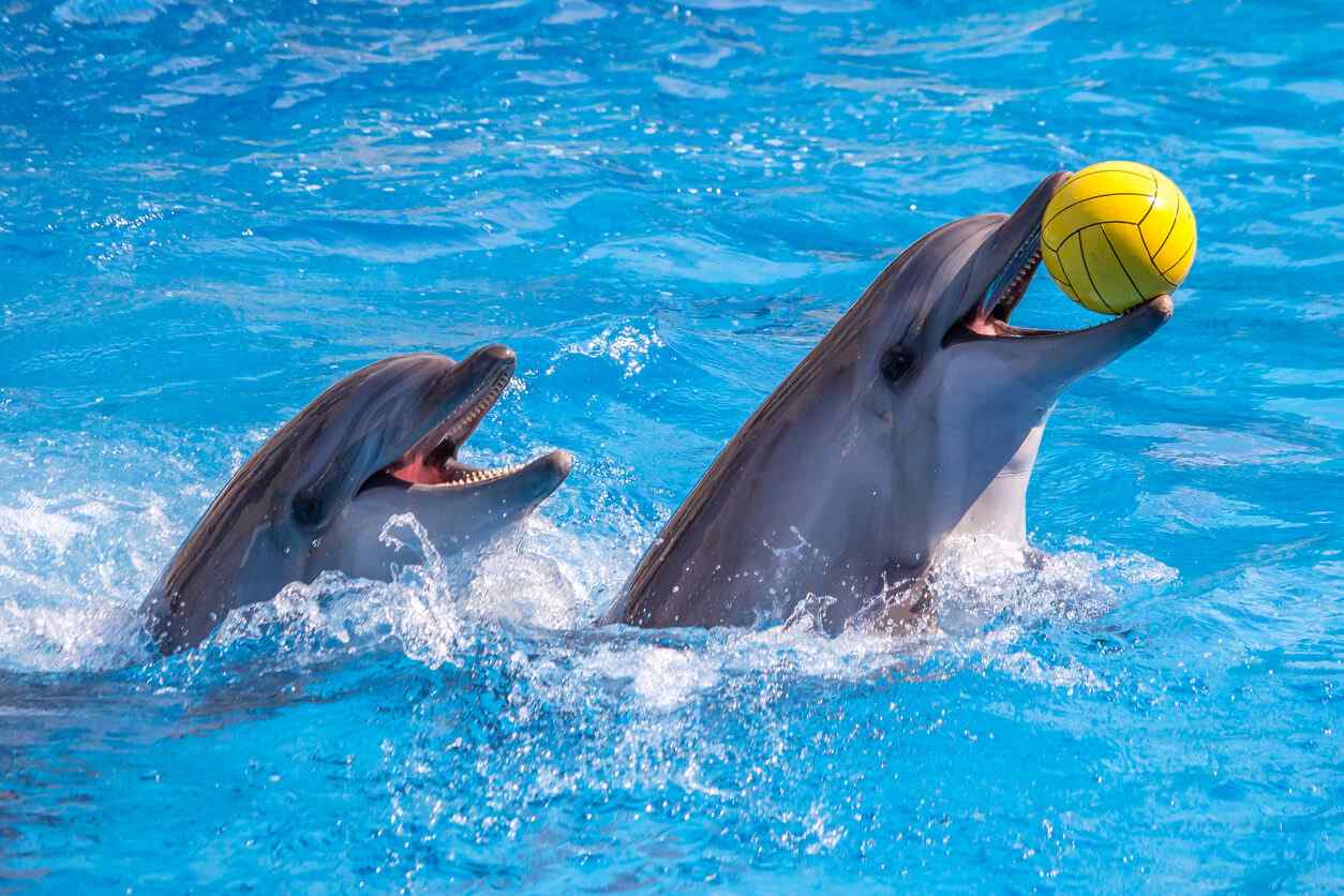Experience an exciting spectacle at the Dubai Dolphinarium, where local dolphins and seals, guided by master trainers, showcase their skills in a fun-filled performance.