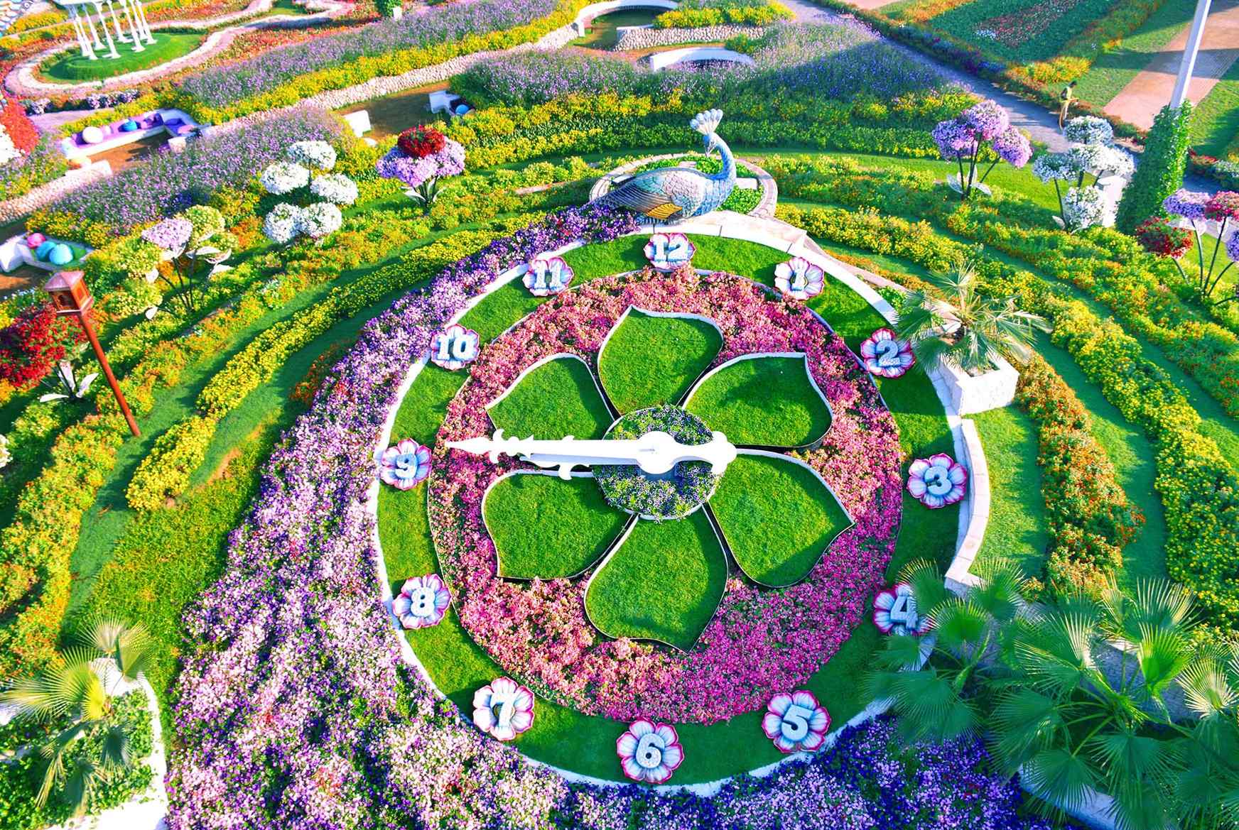 Dubai Miracle Garden features a unique 15-meter floral clock made of natural plants, symbolizing the passage of time.