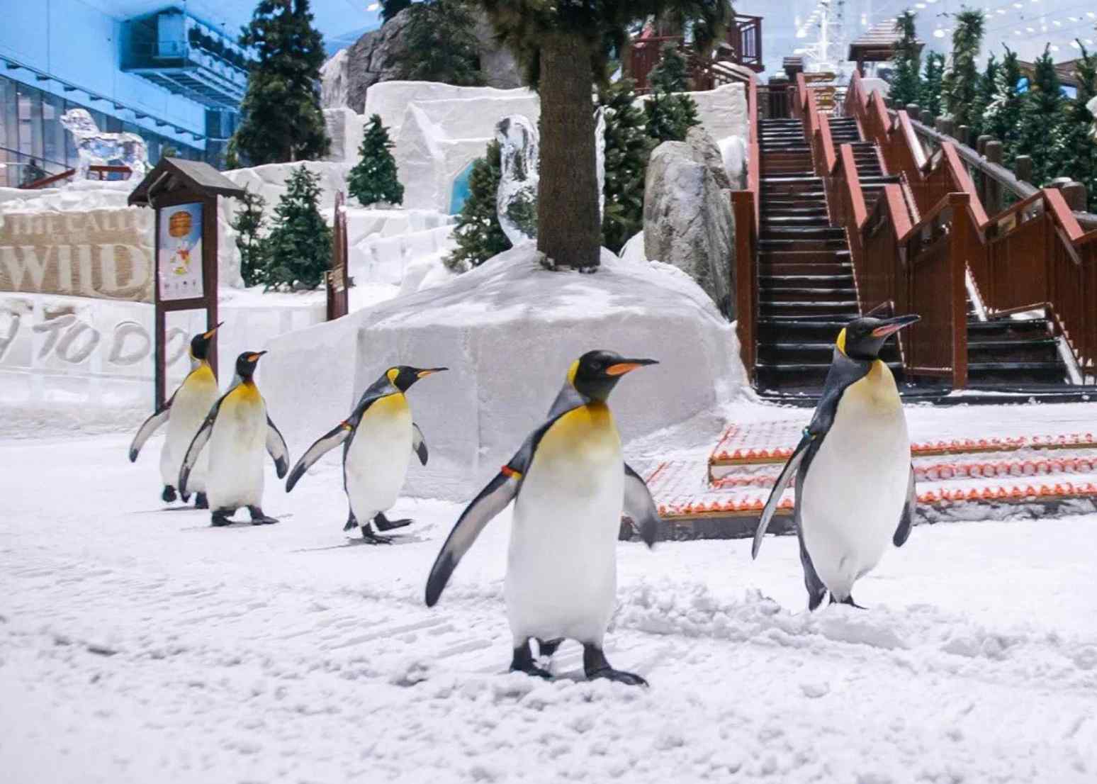 For AED 230, join the Penguin Encounter and learn about Gentoo and King Penguins for up to 40 minutes, including a standard locker.