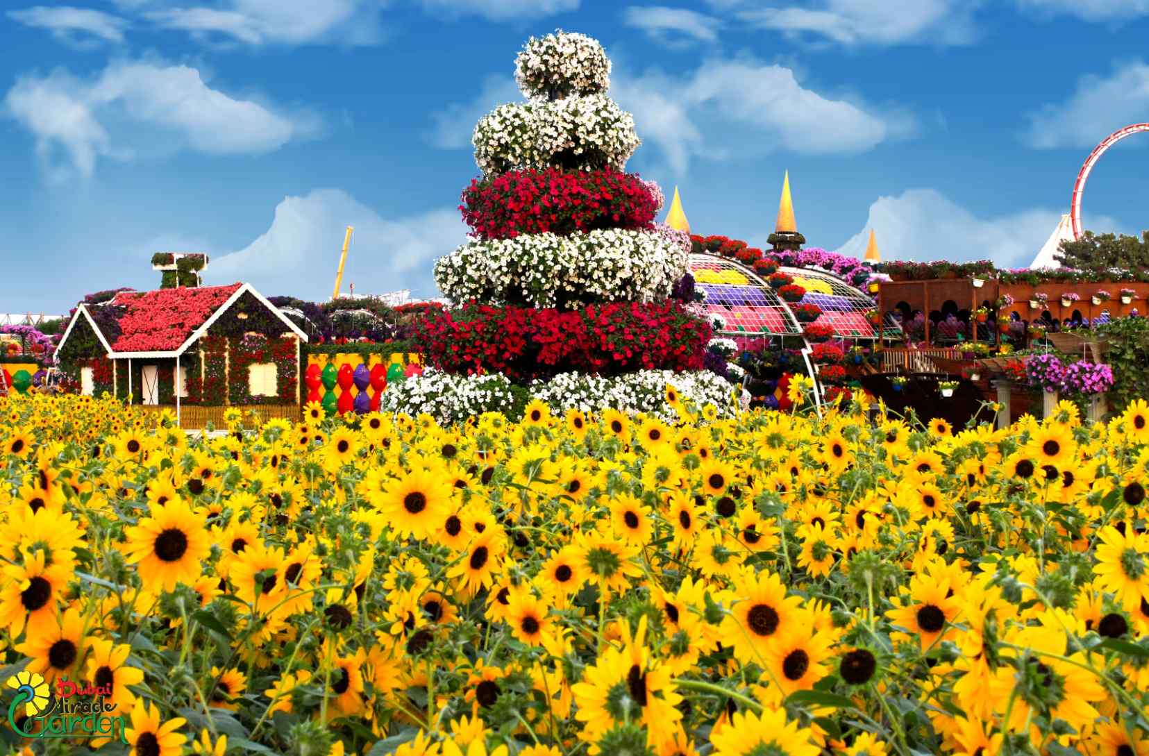Sunflower Field in Dubai Miracle Garden Street 3 dubai united arab emirates