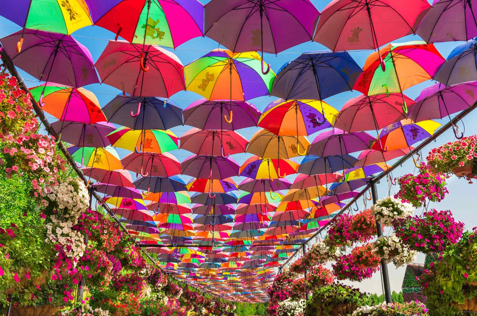 Dubai Miracle Garden boasts creative umbrella passages with upside-down umbrella ceilings and flower-adorned bands, creating a vibrant, rainforest-inspired atmosphere.